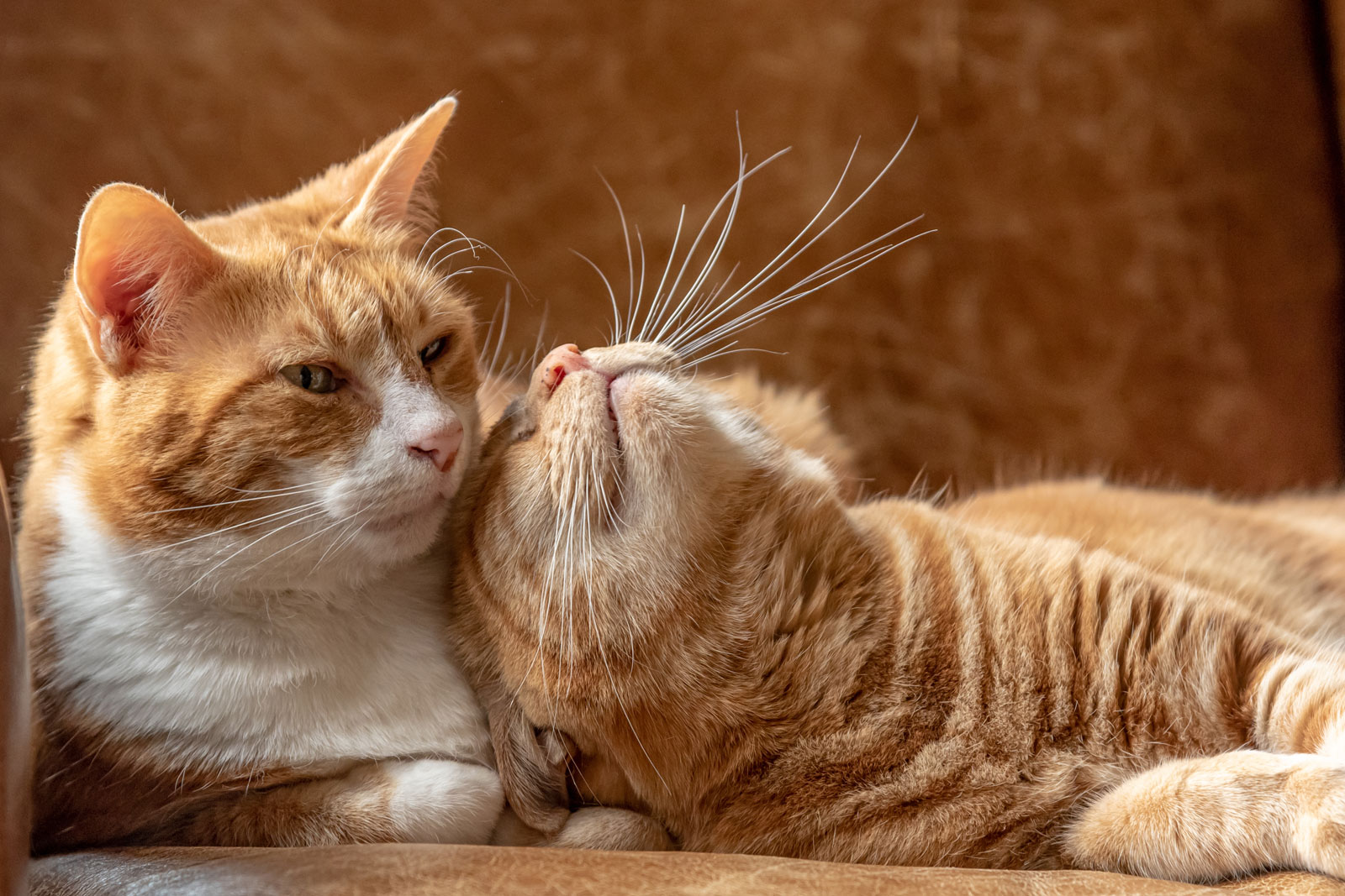 What are Cat Pheromones and What Do They Porn Pic Hd