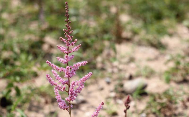 Astilbe Flowers Pictures