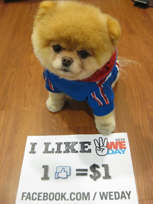 Meet Boo the Cutest Pomeranian Dog Seen On www.coolpicturegallery.us