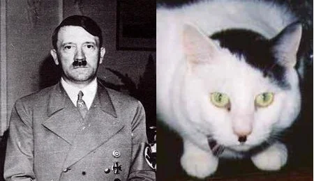 kitler: gato parecido com hitler