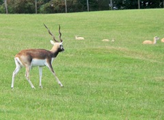 A male blackbuck watching over his females