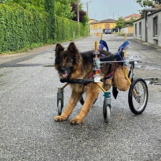 El último viaje de un perro paralítico abandonado