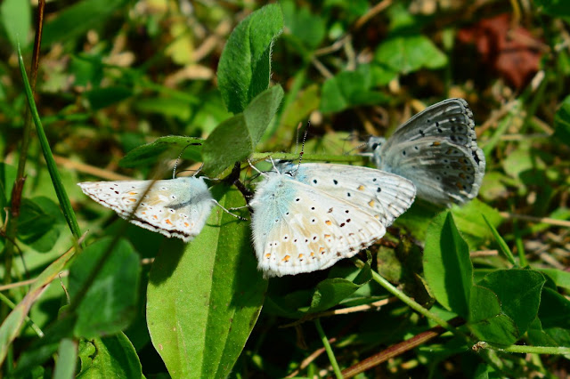 Polyommatus coridon