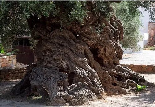 Στα Χανιά το γηραιότερο ελαιόδενδρο του κόσμου