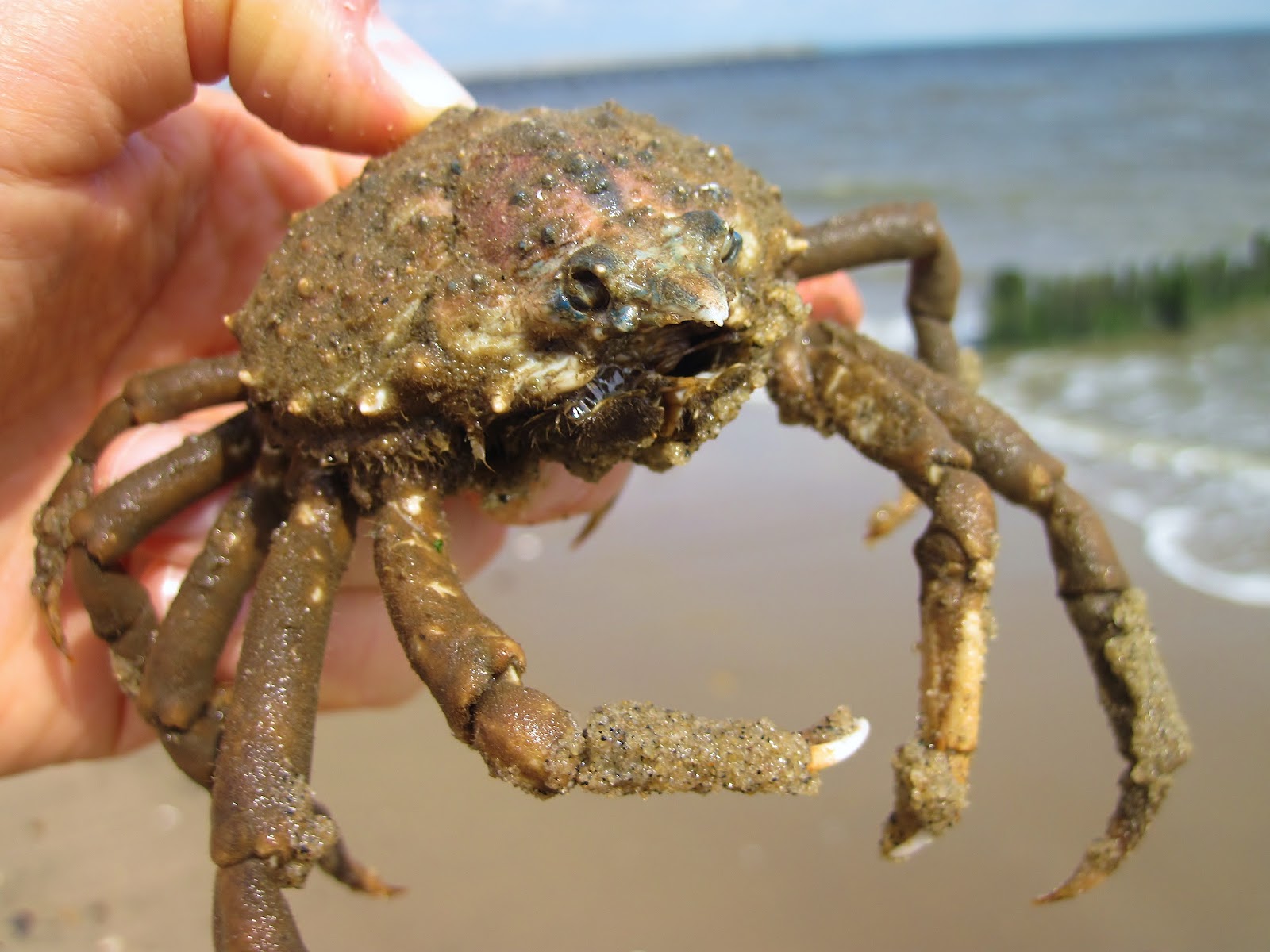 Nature on the Edge of New York City: A Crab Only a Mother Could Love