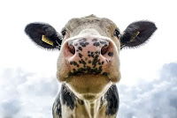 10 penyakit pada sapi  dan hewan ruminansia yang perlu kita ketahui