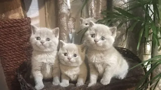 scottish fold kittens for sale in kuwait