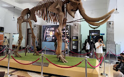 Tata Cara Berkunjung Ke Museum Geologi Bandung 