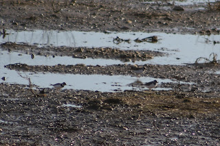 Little Ringed Plovers