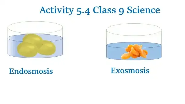 Activity 5.4 Class 9 Science Chapter 5