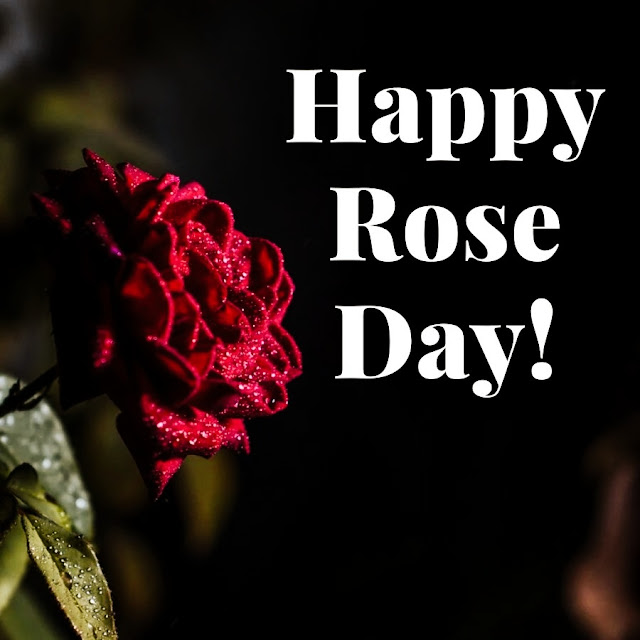 Rose Day Photos