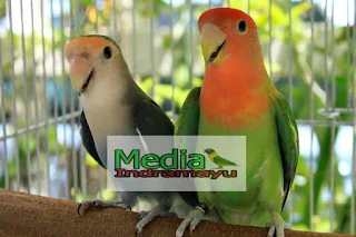 ciri lovebird lokal, harga lovebird lokal, macam macam lovebird lokal, lovebird lokal non kacamata, lovebird import holland, lovebird import taiwan, lovebird lokal indonesia, perbedaan lovebird taiwan dan lokal, ciri ciri lovebird holland, ciri ciri lovebird taiwan, jenis lovebird import