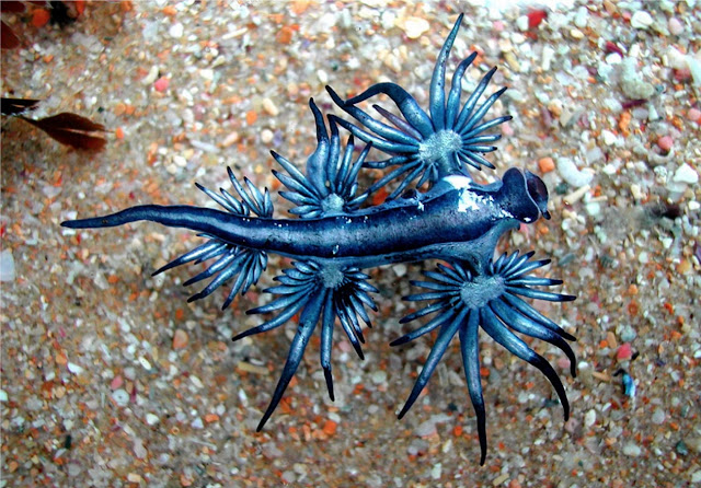 Glaucus atlanticus