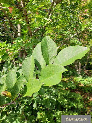 Магнолия Лёбнера (Magnolia × loebneri)