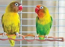 Love Bird Pictures - Love Bird Price - Love Bird Food List - love bird pakhi - NeotericIT.com