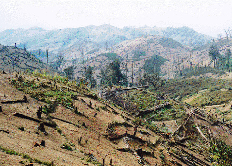 Agi ginanjar: Kerusakan Hutan di Kalimantan