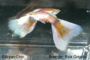 Gold Pestel Guppy