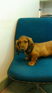 Dachshund