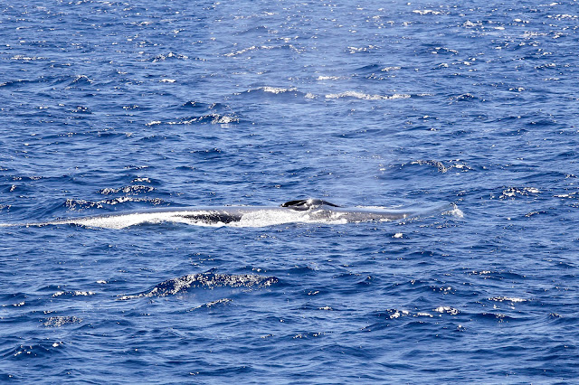 soffio balenottera comune balena liguria avvistamento cetacei whale whalewatchliguria