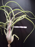 Tillandsia caput medusae