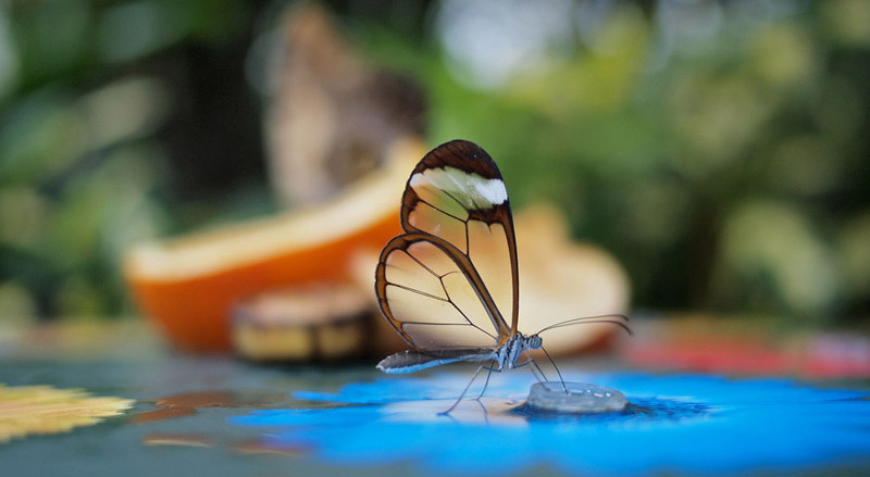 Glasswinged butterfly