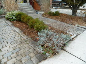 York Humewood Fall Cleanup Front Yard After by Paul Jung Gardening Services--a Toronto Gardening Company