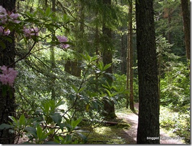 rhododendron-12