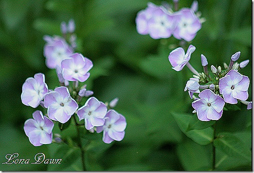 Phlox_FrantzSchubert2