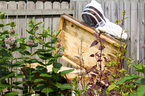 Bee Suit Hive Inspection