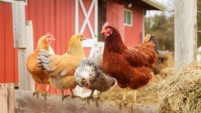 Mengenal Jenis-Jenis Ayam untuk Peternakan