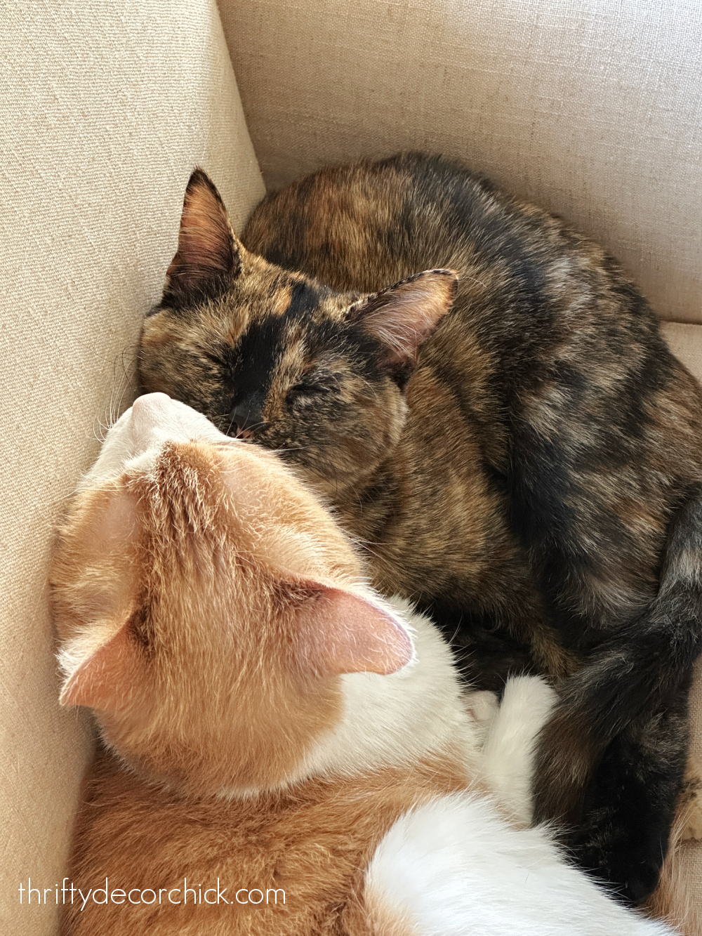 two kitties in chair