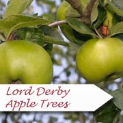 http://www.treesandplants.co.uk/products/Lord-Derby-Apple-Trees.html