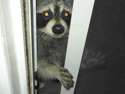young raccoon with his paw in the door