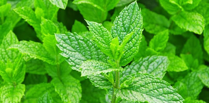 Manfaat Perawatan Kulit Menggunakan Daun Mint