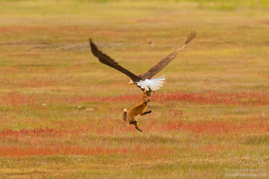 Photographer Captures Epic Battle Between Fox And Eagle Over Rabbit