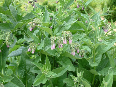 Comfrey / Symphytum officinale