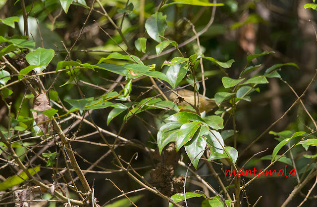 Morrison's Fulvetta