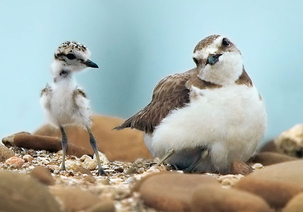 Stunning Bird Photography by John and Fish