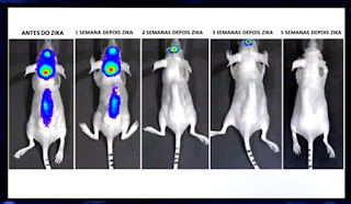 teste mostra que camundongos que receberam a injeção com zika os tumores regrediram