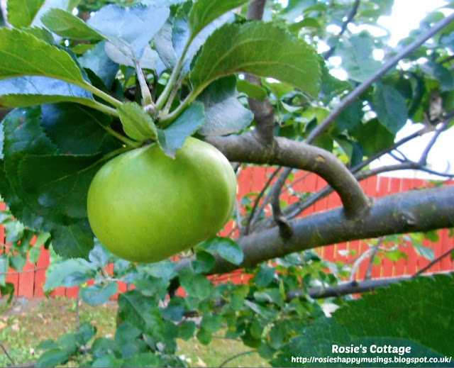 Perfect Bramley apple grown on our tiny tree. 