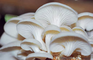 jamur tiram putih