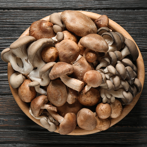 Mushroom Supplier Company in Jamshedpur | Mushroom Supplier Company in India | Biobritte Agro Solutions Private Limited