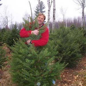 A Natural Christmas Tree Picture in a Christmas Tree Farm