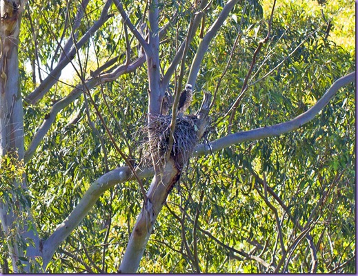 collared-sparrowhawk-young-