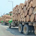 Continúa indiscriminadamente la tala de madera en Coyuca de Benítez