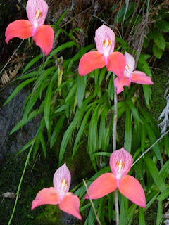 Red Disa