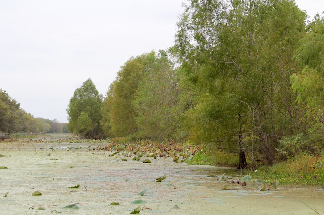 Bald Cypress Trees Along Elm Lake-Brazos Bend State Park-Needville, Texas