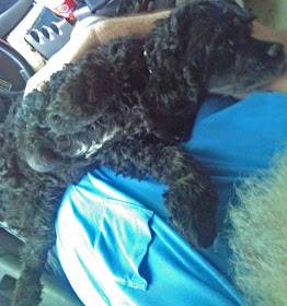 Bubba on my lap at the motorhome