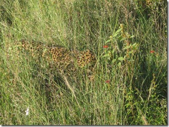 Life in the wilderness 039