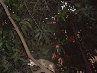 Cat climbing a tree